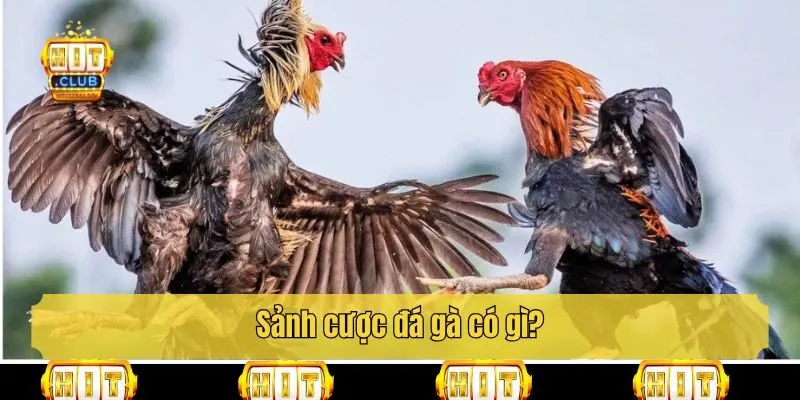 Sảnh cược đá gà có gì?